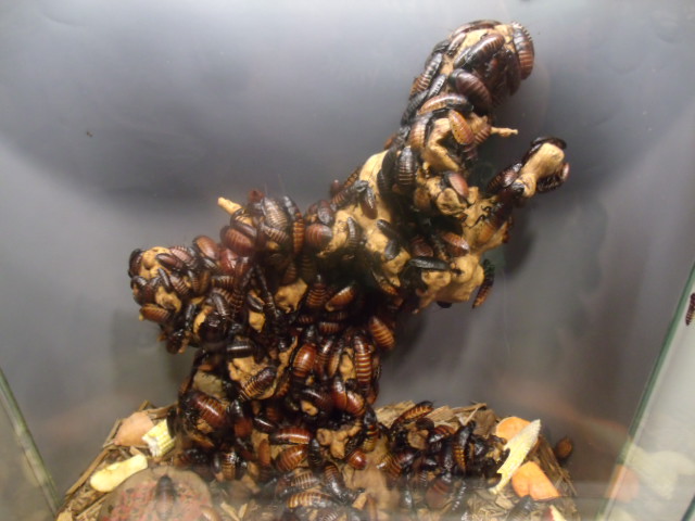Madagascar Hissing Cockroaches