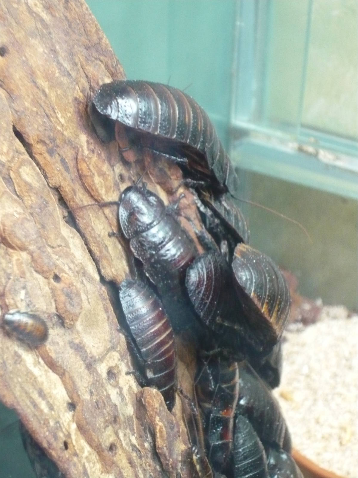 Madagascar hissing cockroaches