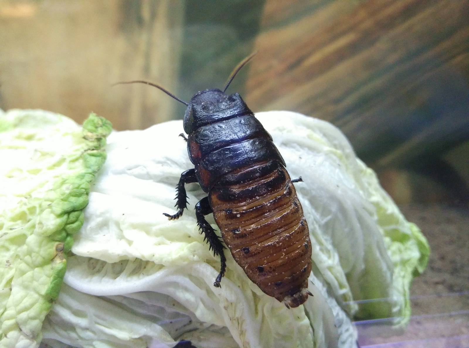 Madagascar hissing cockroaches