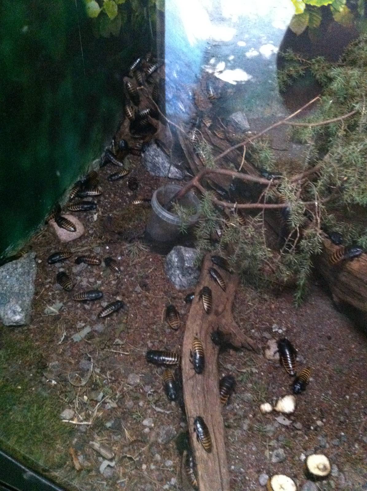 Madagascar hissing cockroaches