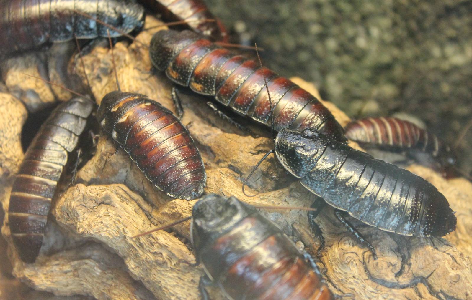 Madagascar hissing cockroaches