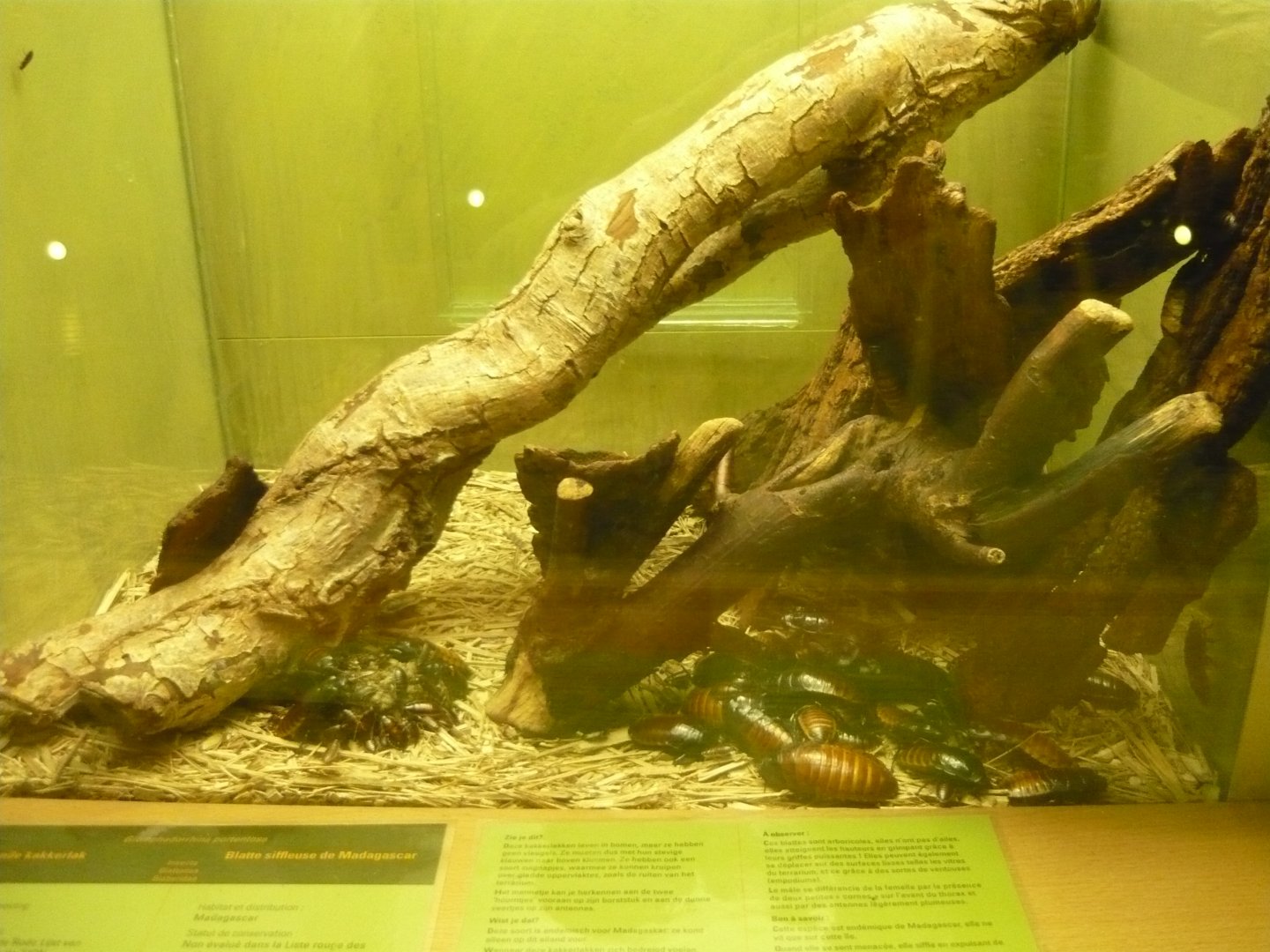 Madagascar hissing cockroaches