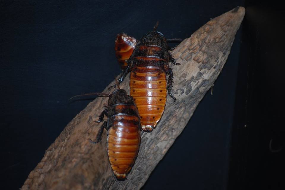 Madagascar Hissing Cockroaches