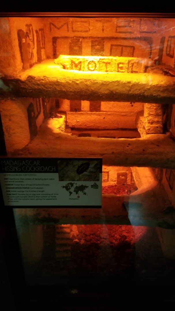 Madagascar Hissing Cockroaches