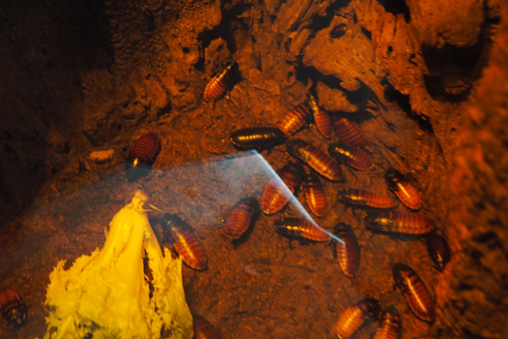 Madagascar hissing cockroaches