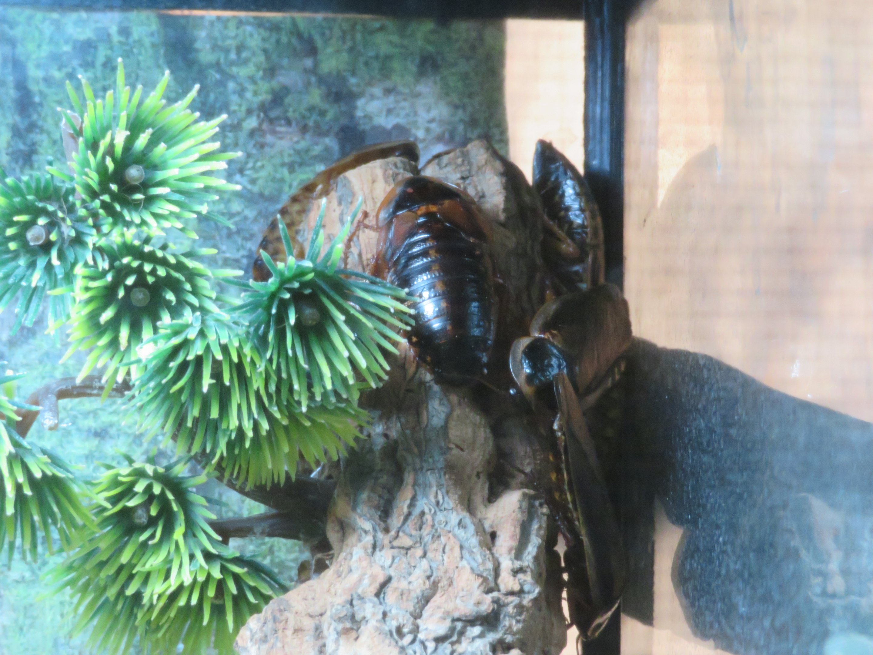 Madagascar Hissing Cockroaches