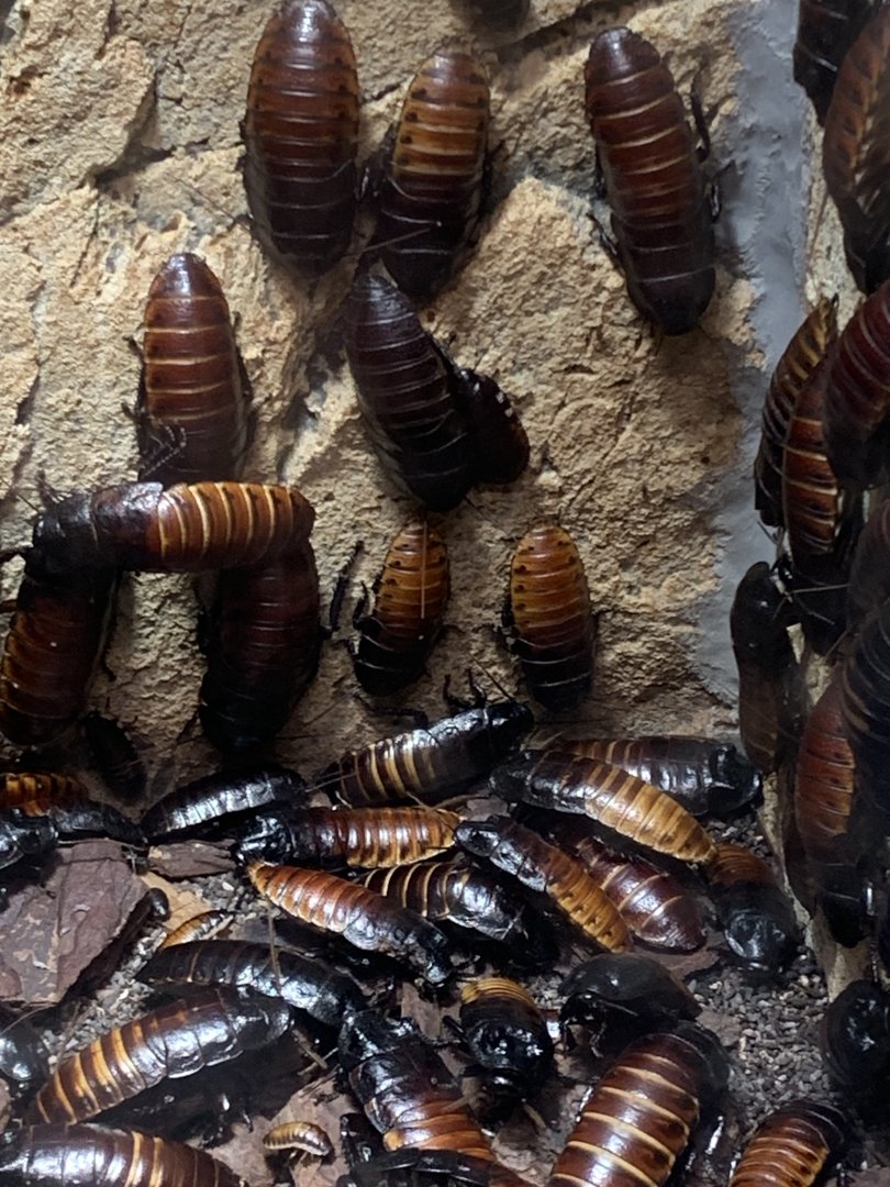 Madagascar hissing cockroaches