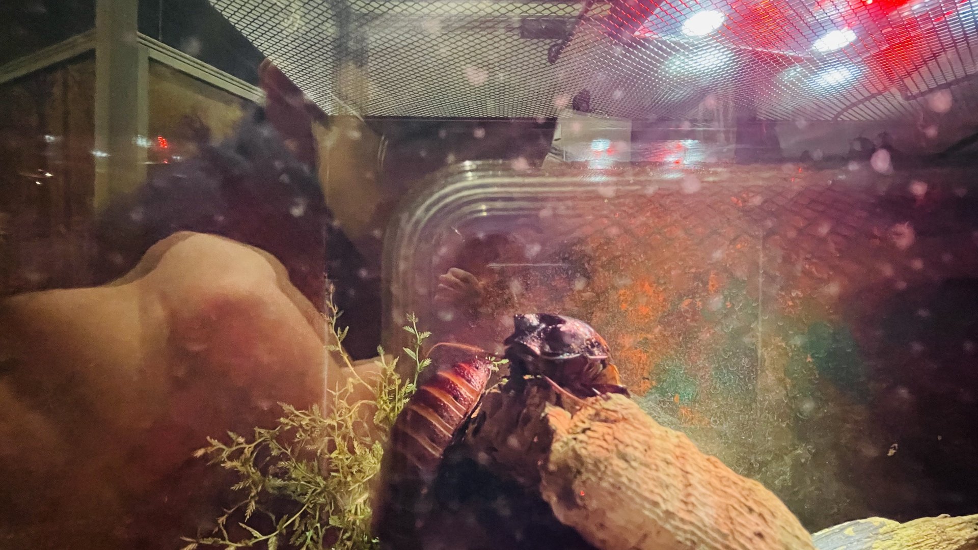 Madagascar Hissing Cockroaches