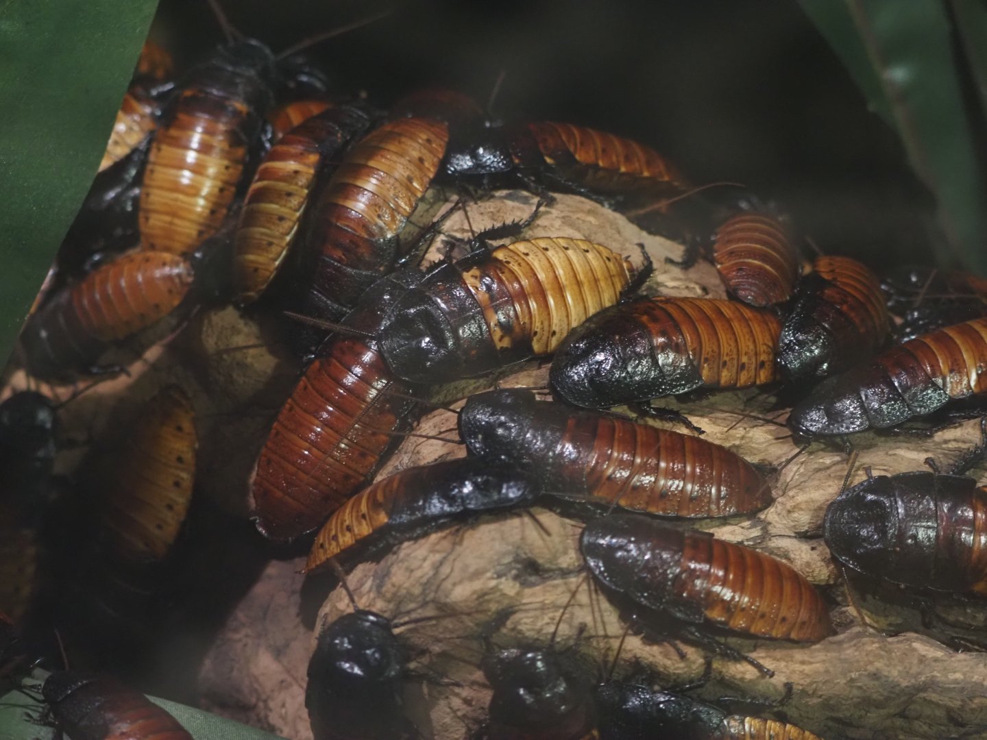 Madagascar Hissing Cockroaches
