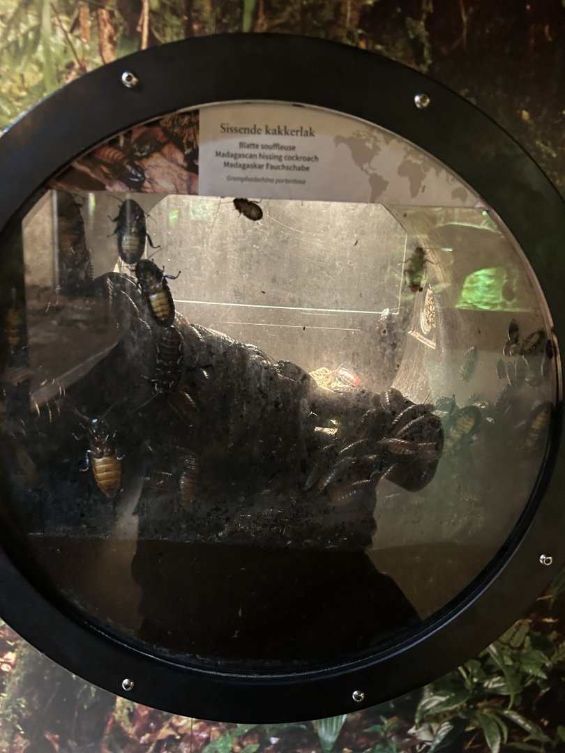 Madagascar hissing cockroaches