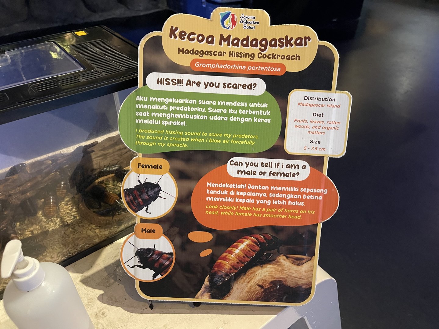 madagascar hissing cocorach signage