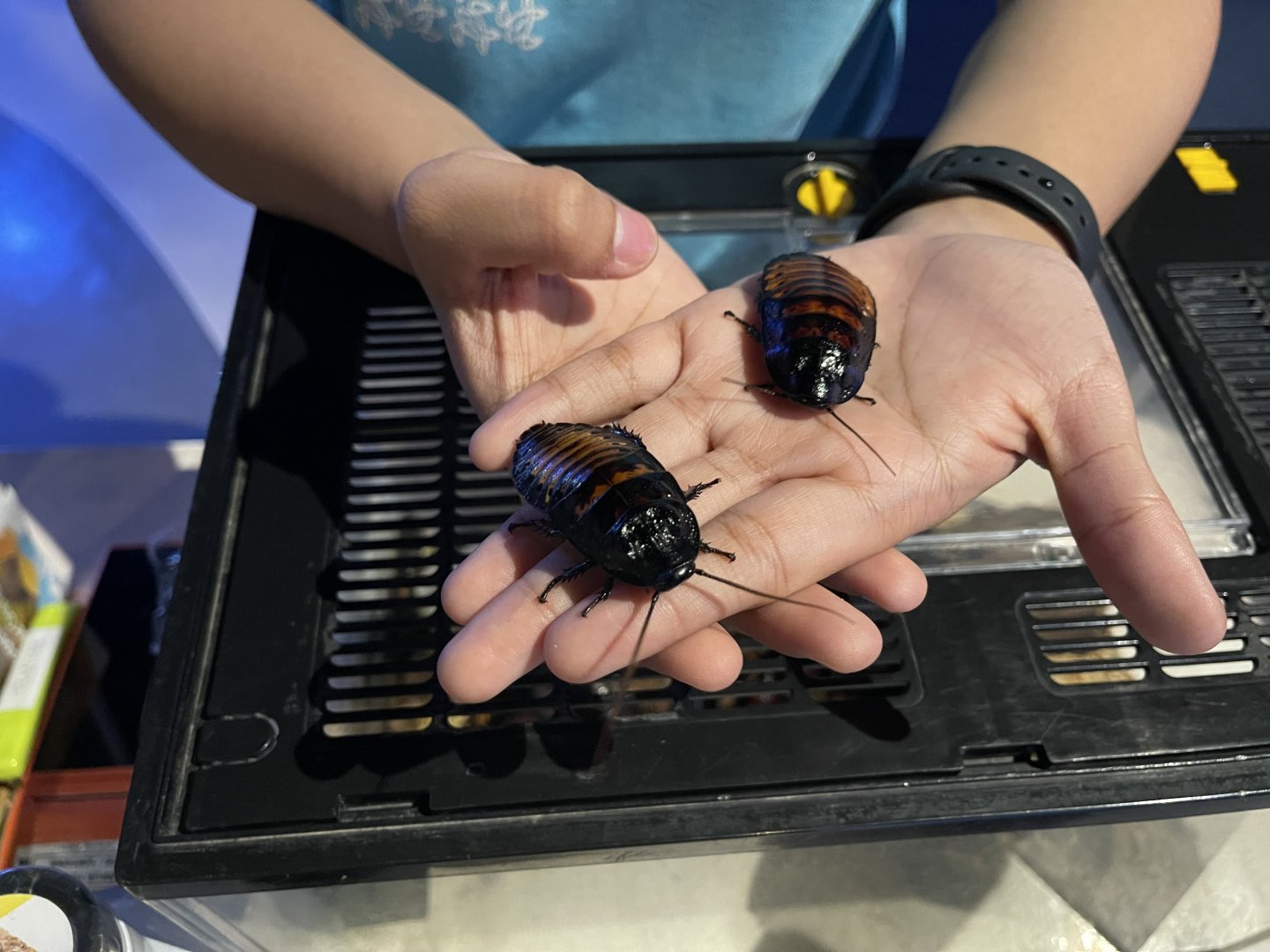 madagascar hissing cocroach (gromphadorhina portentosa)