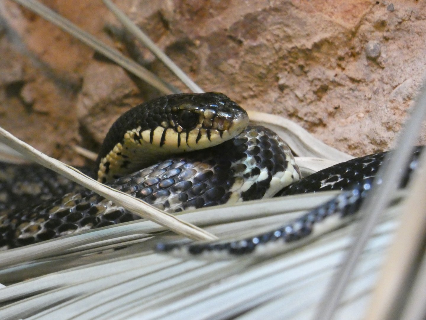 Madagascar hog-nose snake