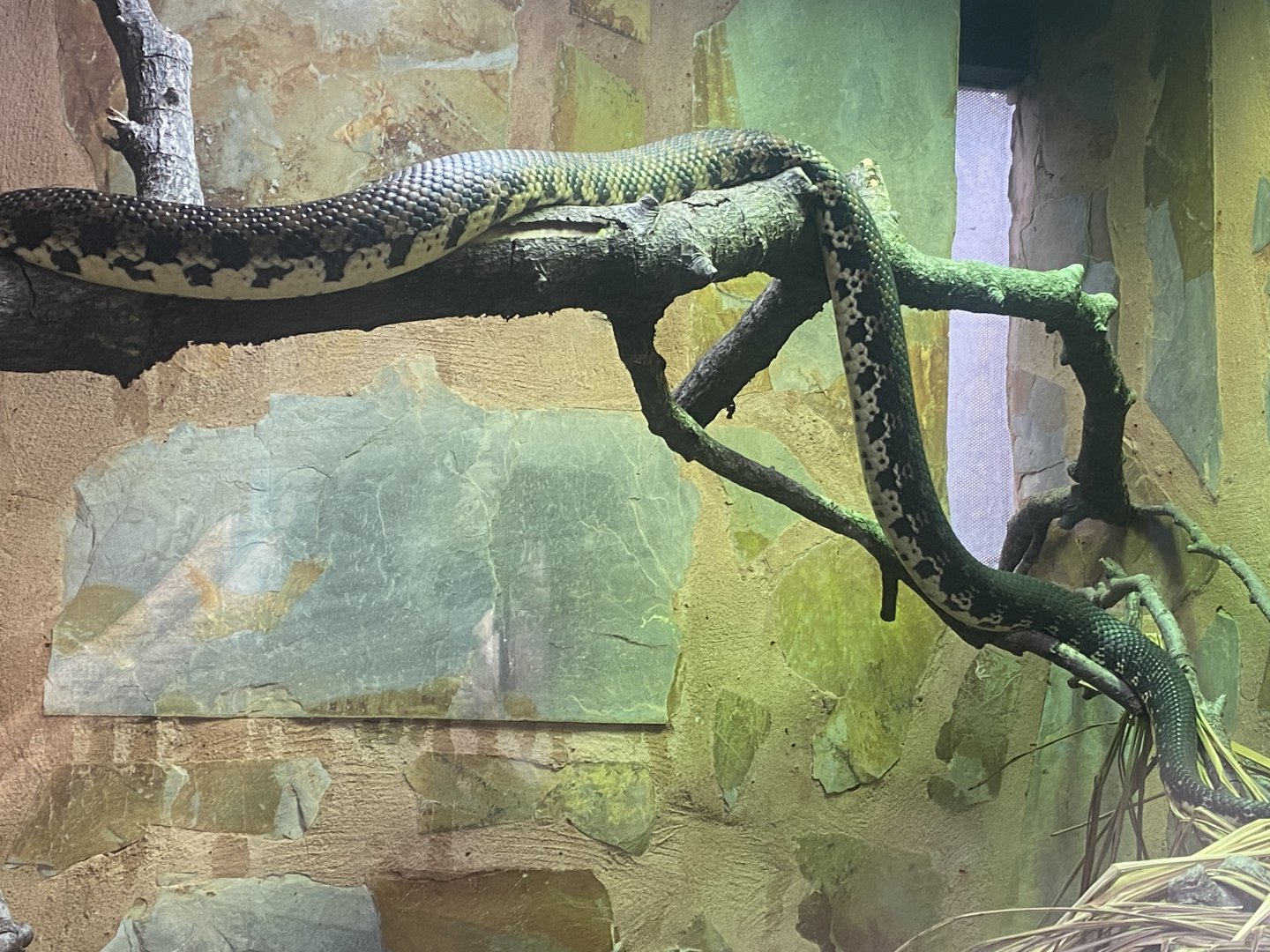 Madagascar hog-nosed snake 040324