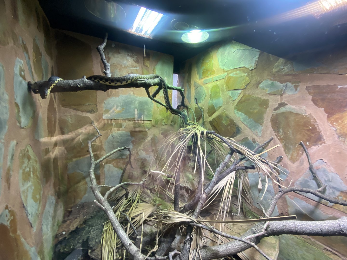 Madagascar hog-nosed snake exhibit 040324
