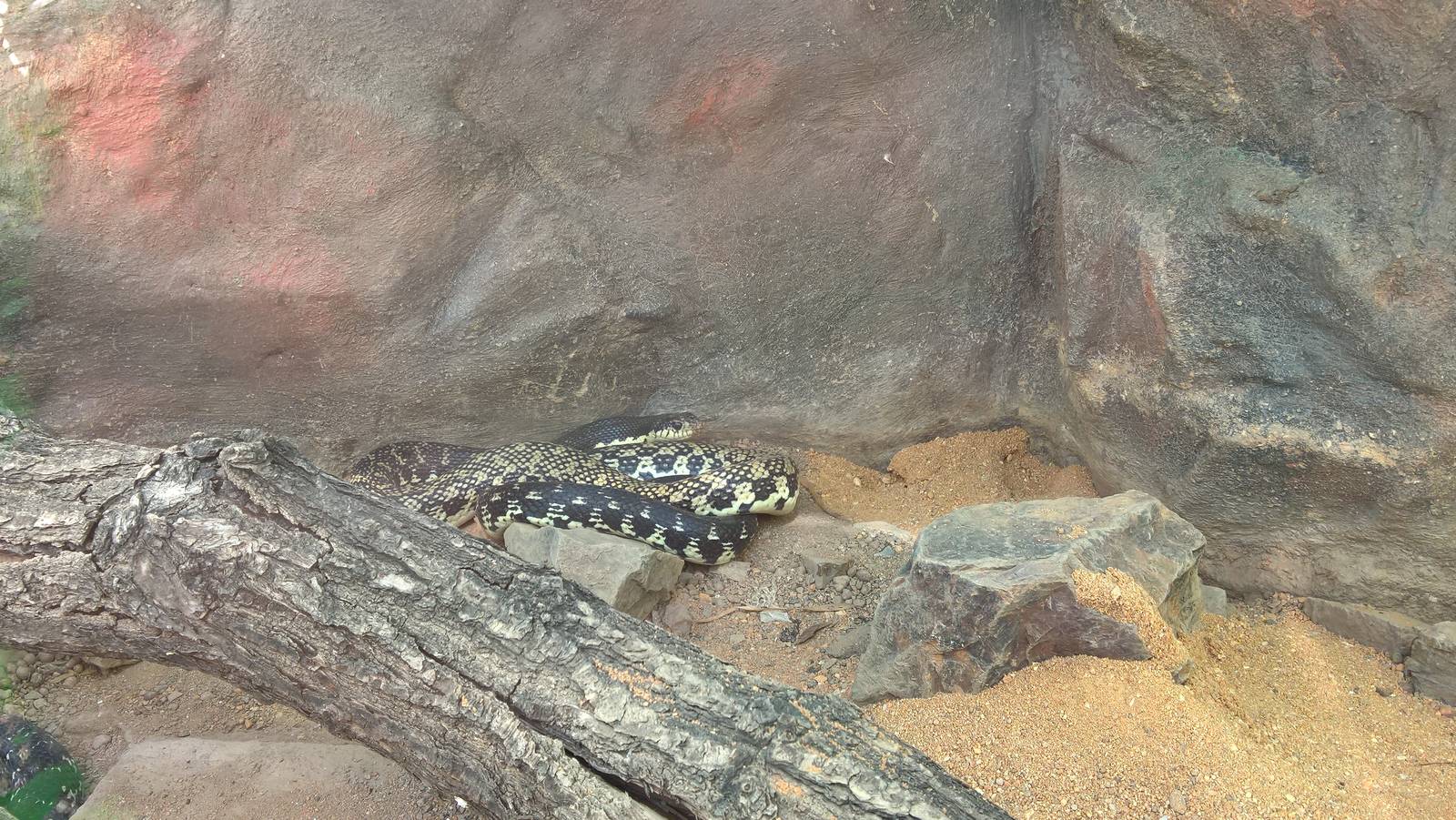 Madagascar Hog-nosed Snake