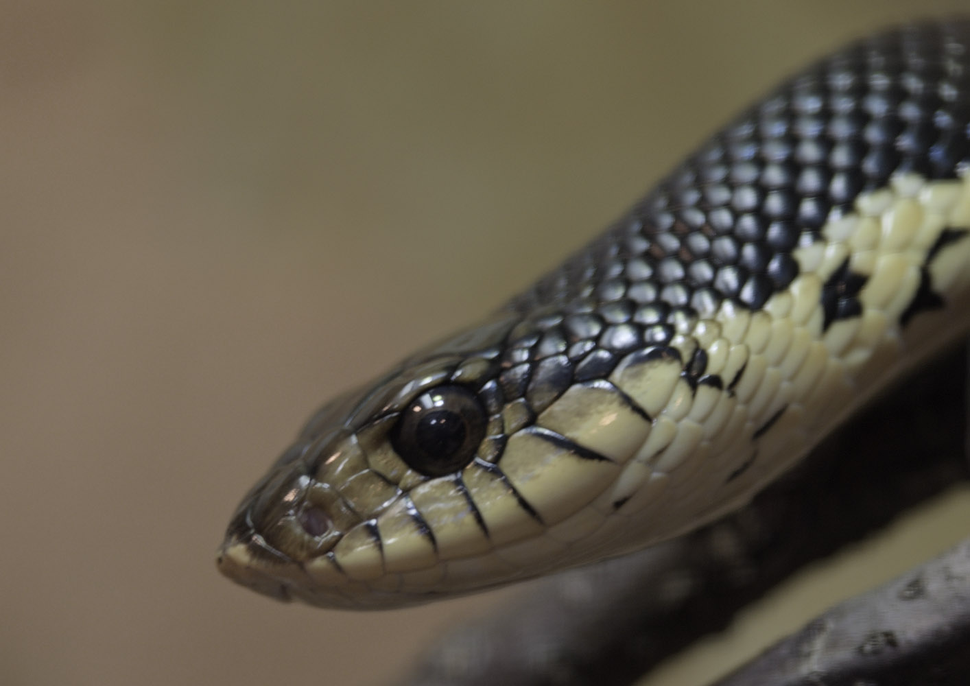 Madagascar hog-nosed snake