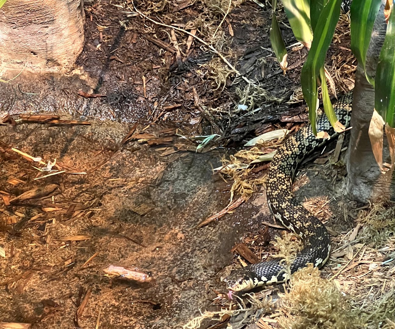 Madagascar Hognosed Snake