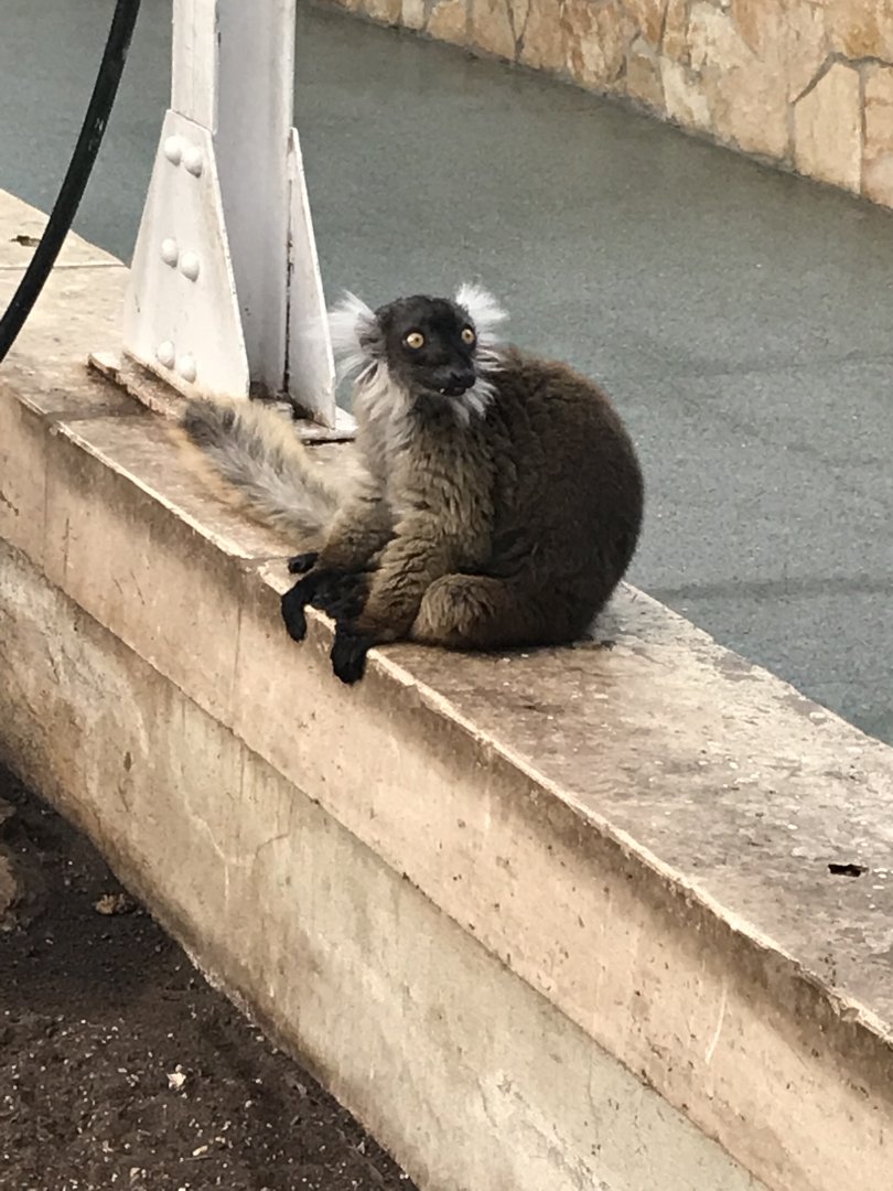 Madagascar House - Black lemur 171018