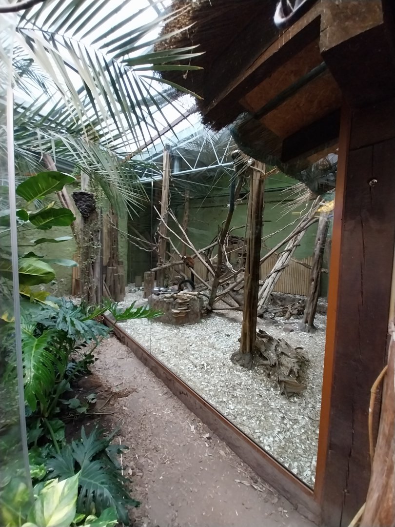 Madagascar House - Crowned lemur exhibit