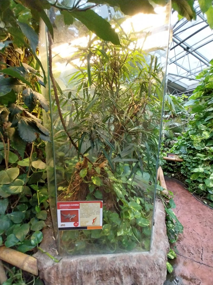 Madagascar House - Cuvier's Madagascar swift exhibit