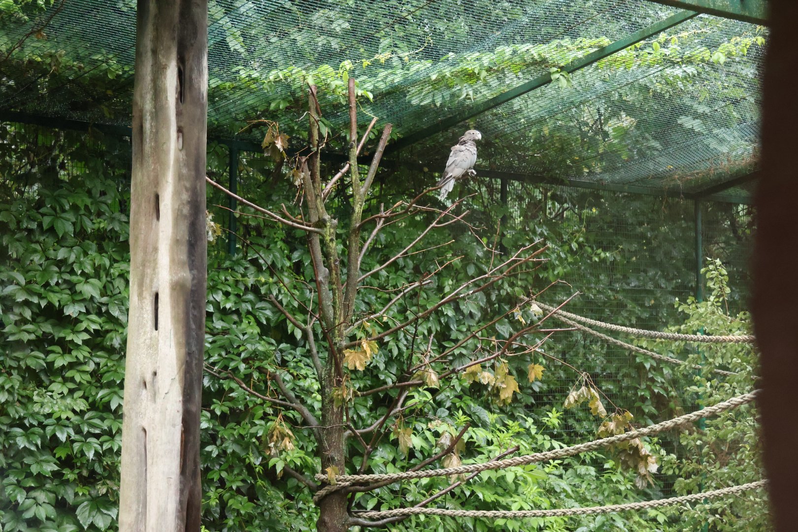 Madagascar House - Greater vasa parrot (Coracopsis vasa)