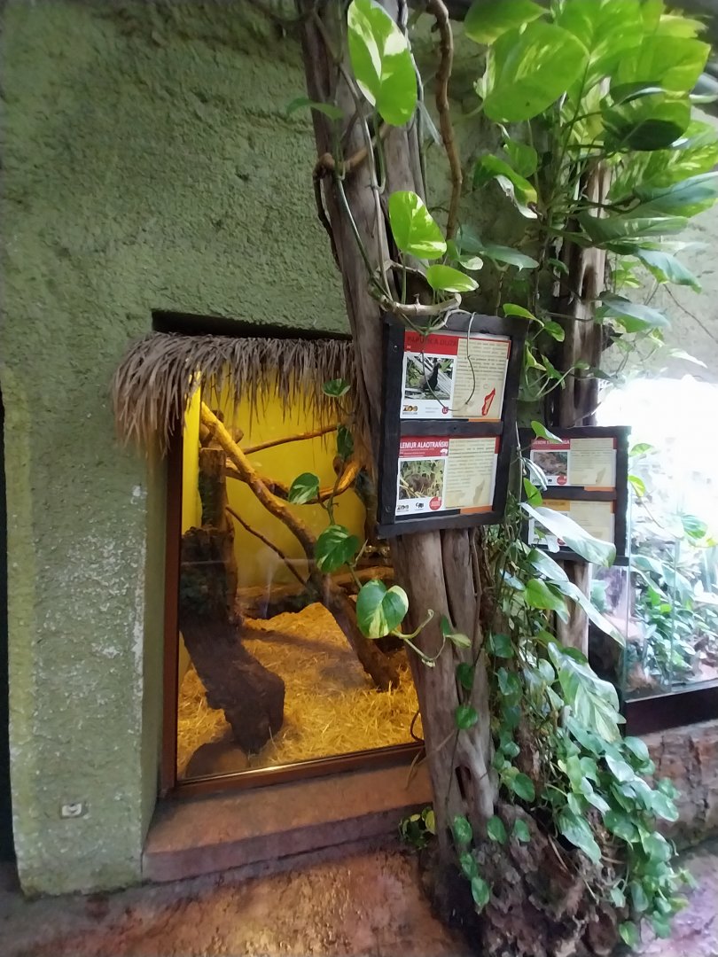 Madagascar House - Lac Aloatra bamboo lemur and Greaer vasa parrot exhibit
