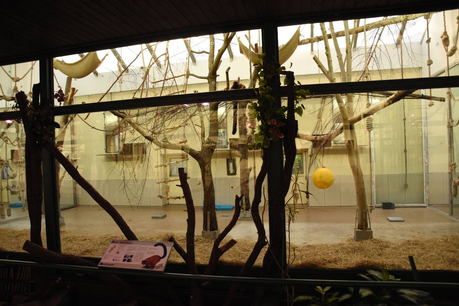 Madagascar house - lemur indoors