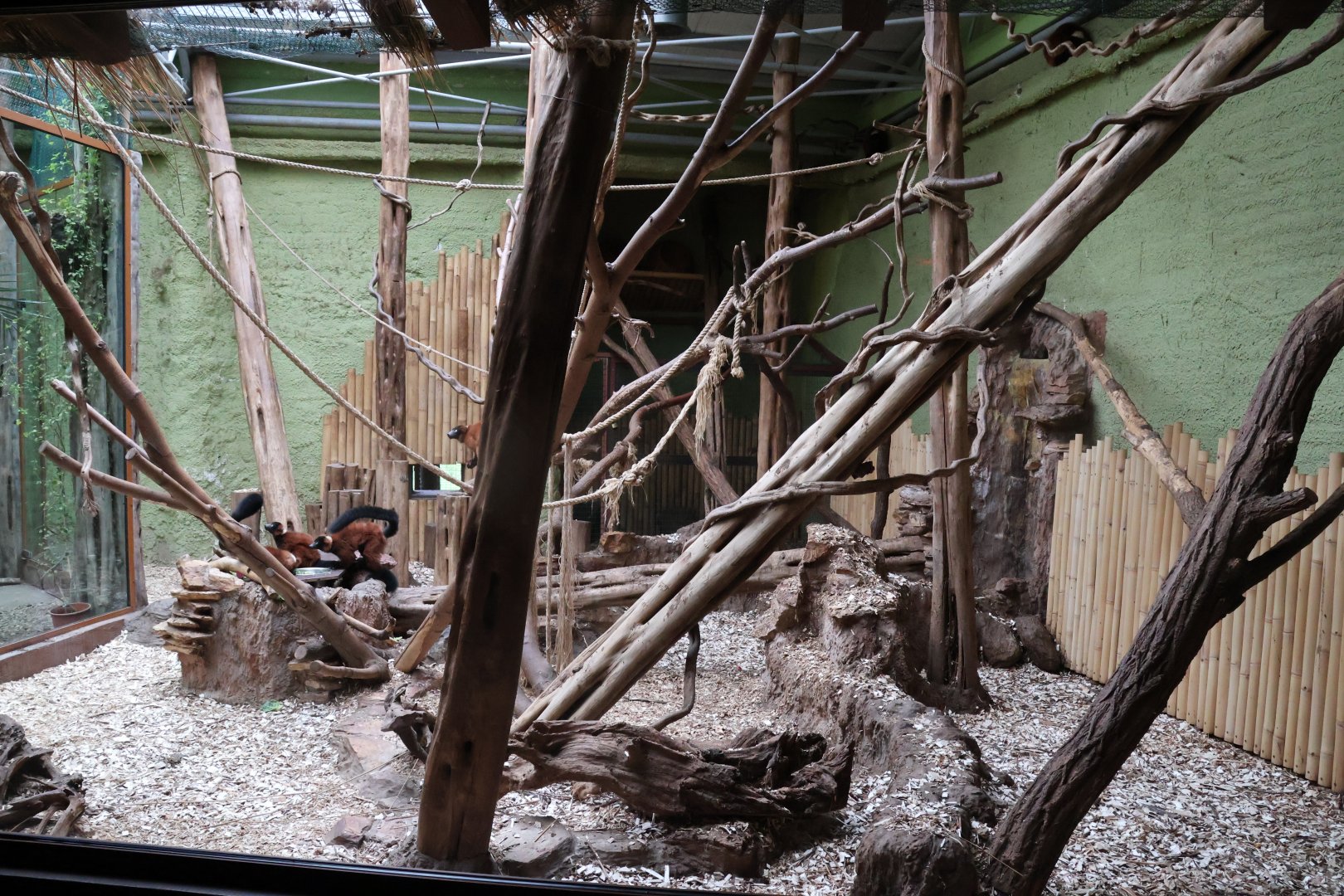 Madagascar House - Red ruffed lemur exhibit (Varecia rubra)