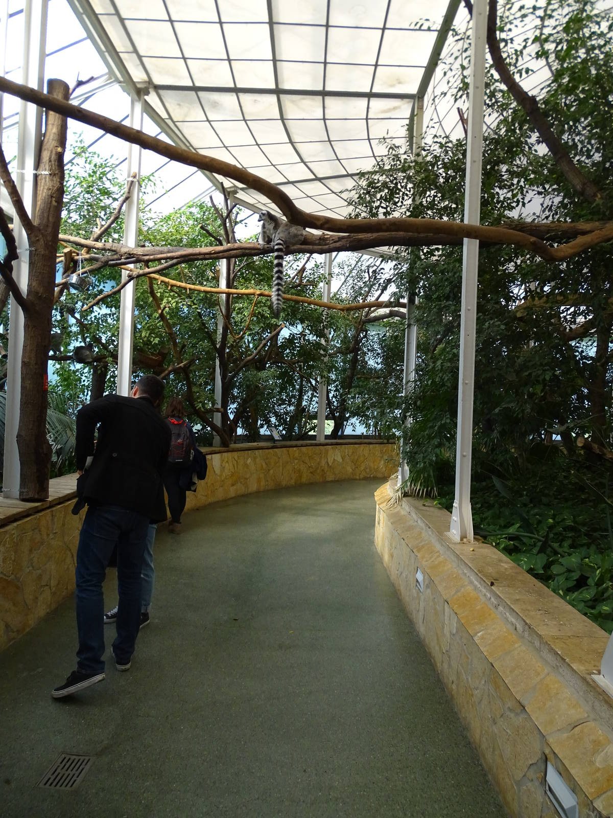 Madagascar house; ringtailed lemur indoors