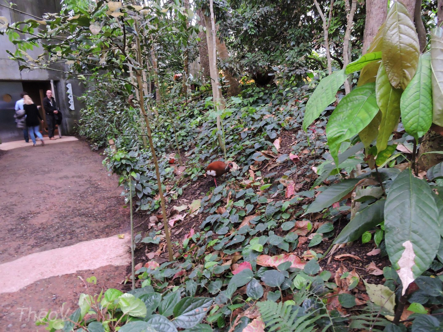 Madagascar ibis [2015]