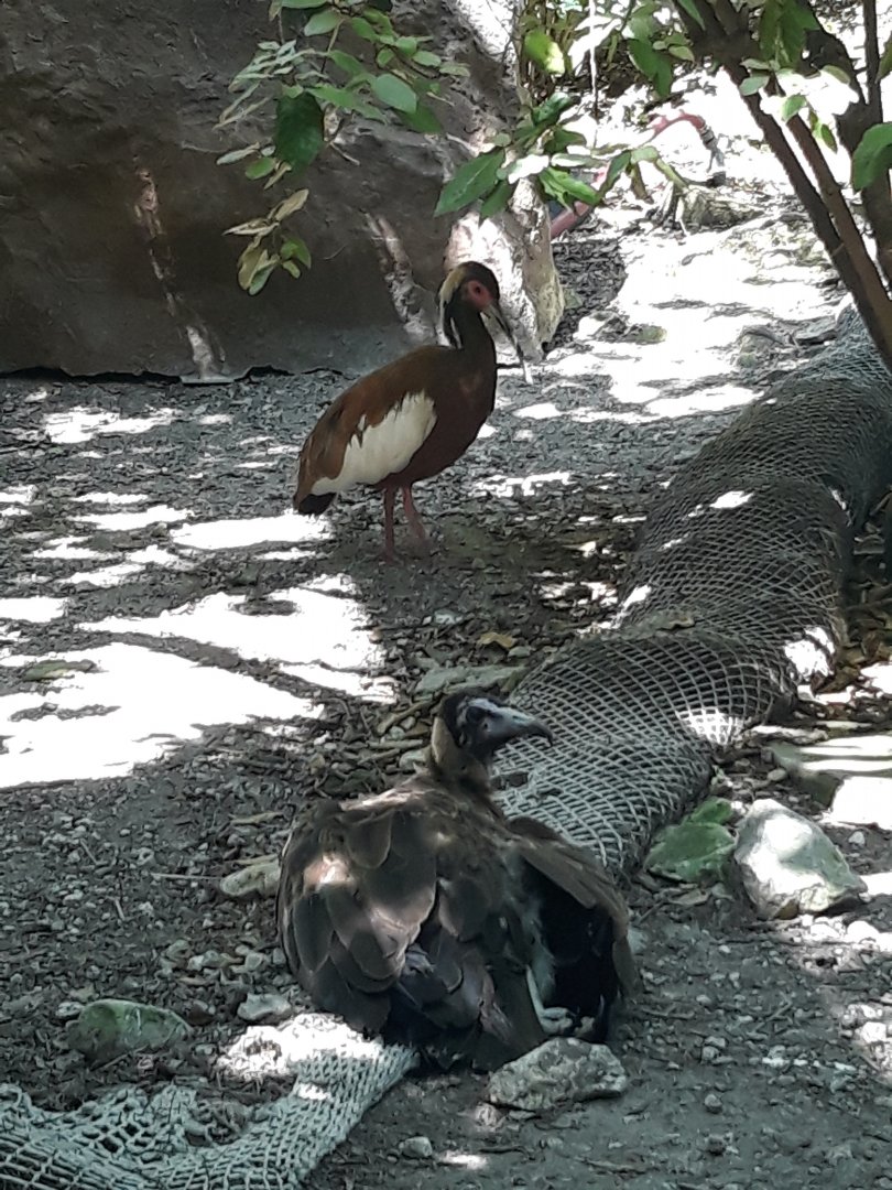 Madagascar ibis and hooded vulture