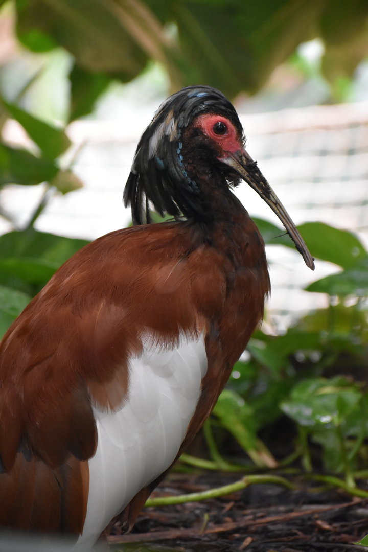 Madagascar ibis - Lophotibis cristata
