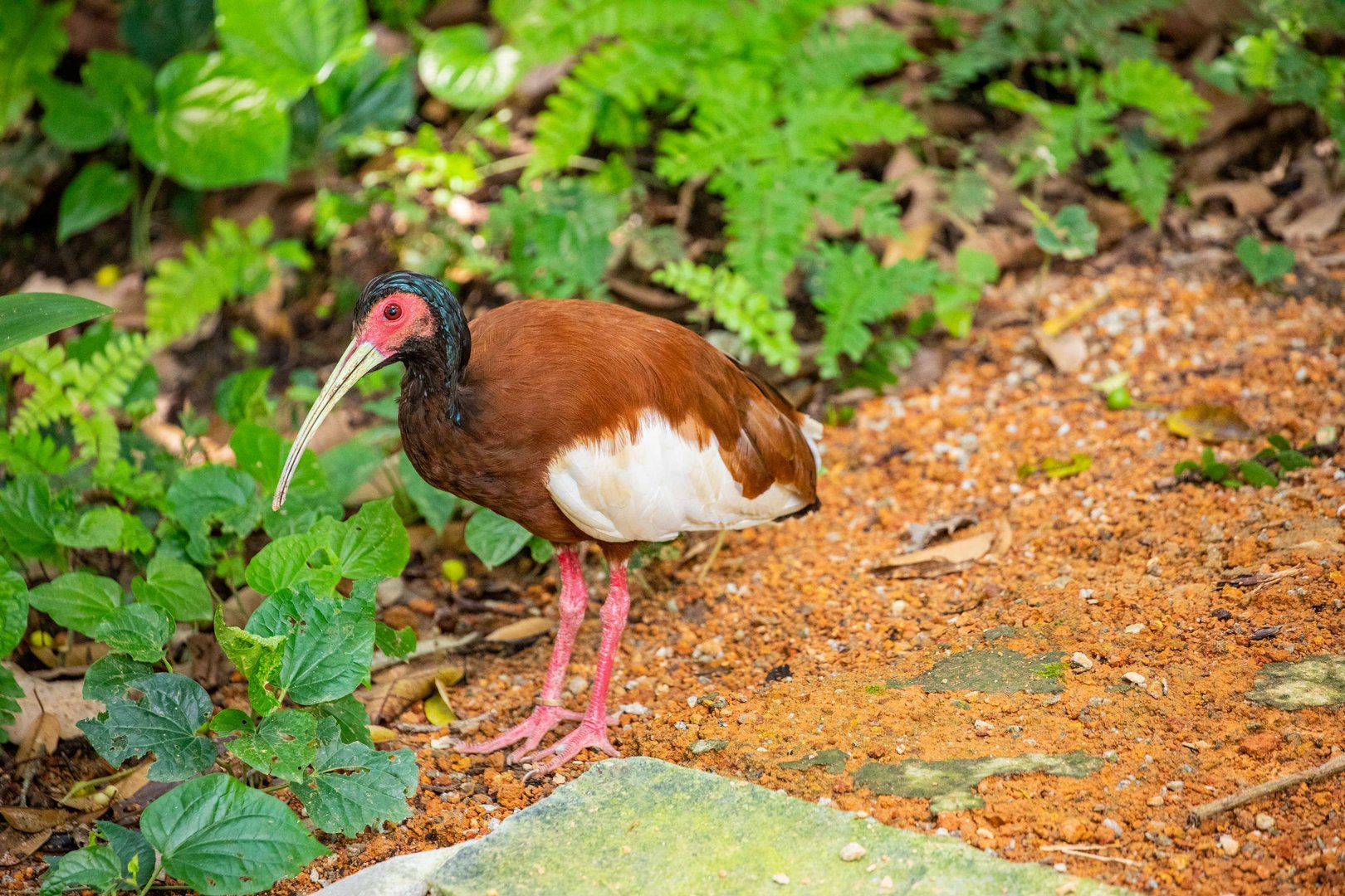 Madagascar ibis (Lophotibis cristata)