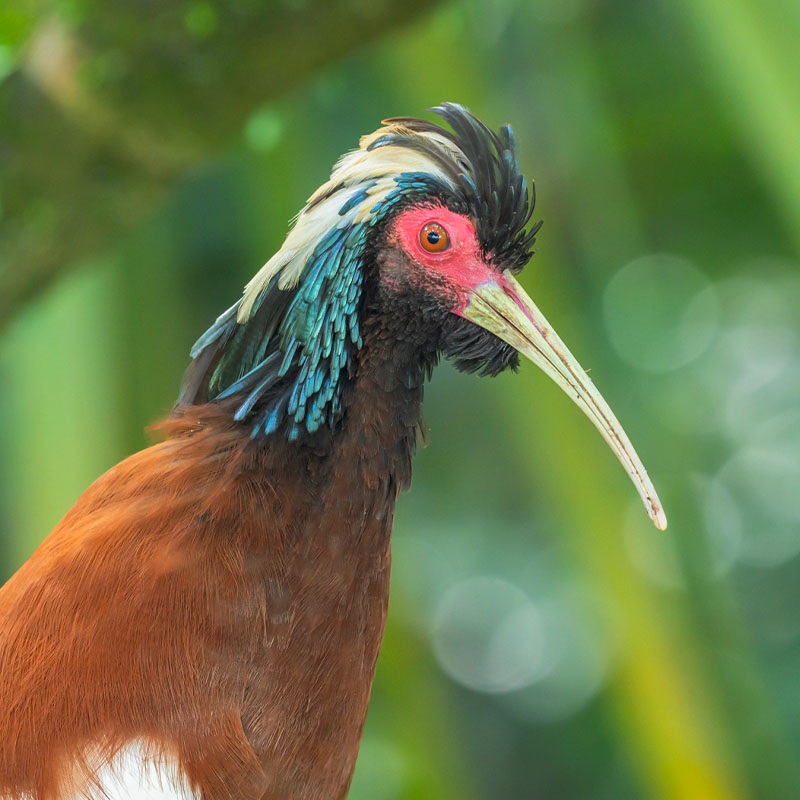 Madagascar Ibis (Lophotibis Cristata)