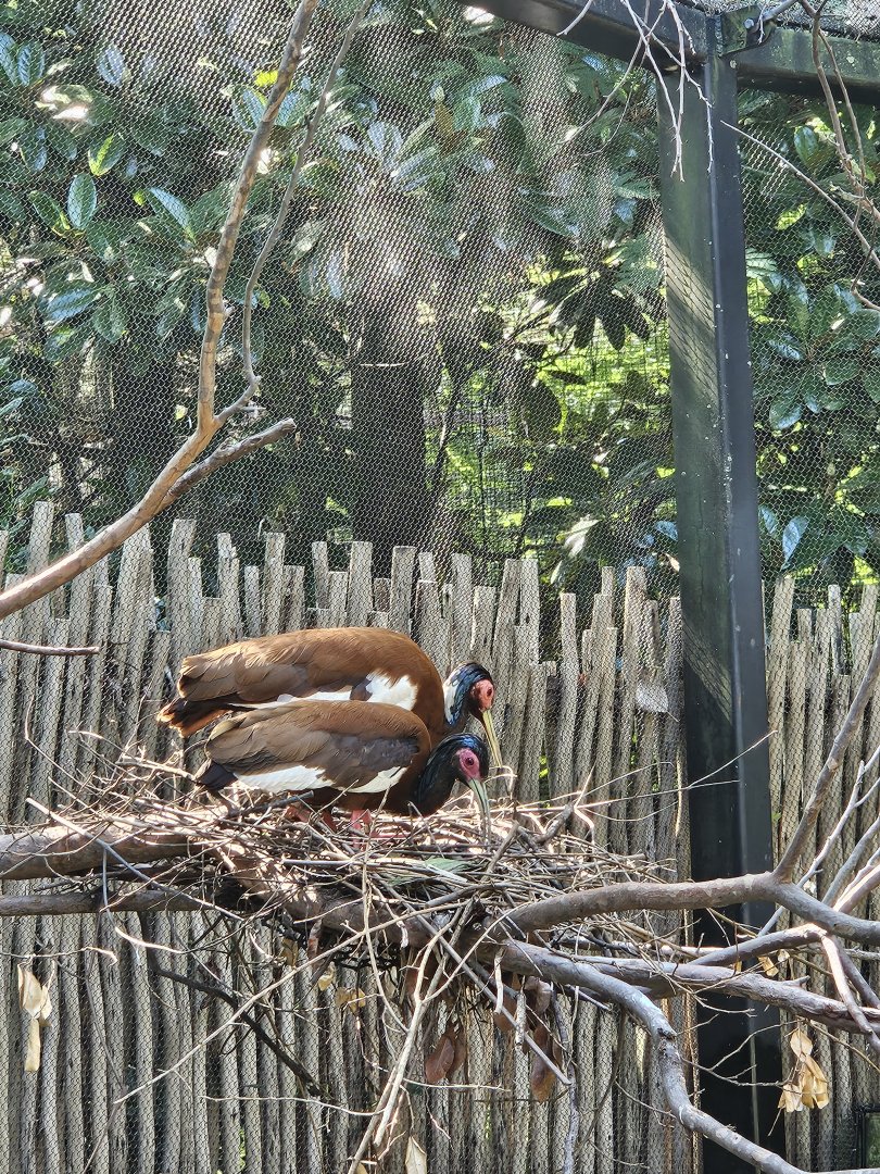 Madagascar ibis pair