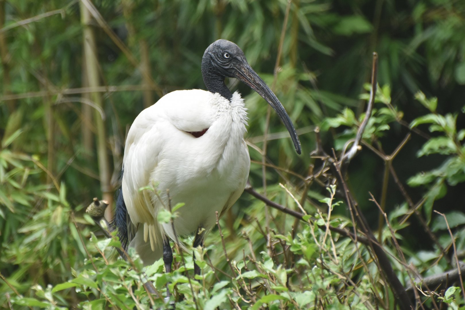 Madagascar Ibis Threskiornis bernieri