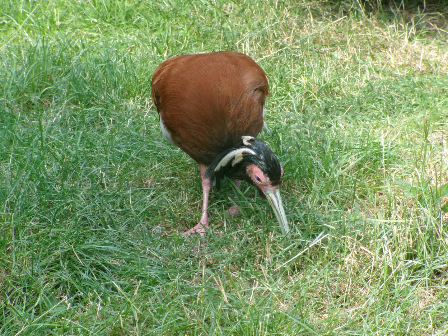 Madagascar ibis