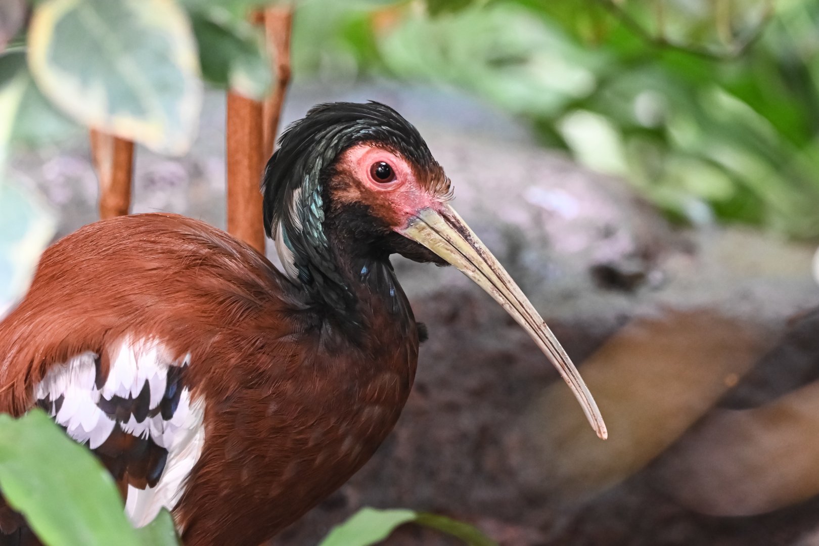 Madagascar ibis