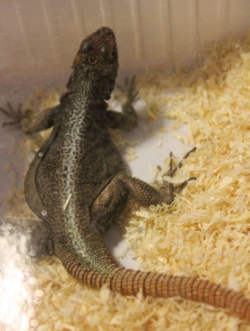 Madagascar Iguana species