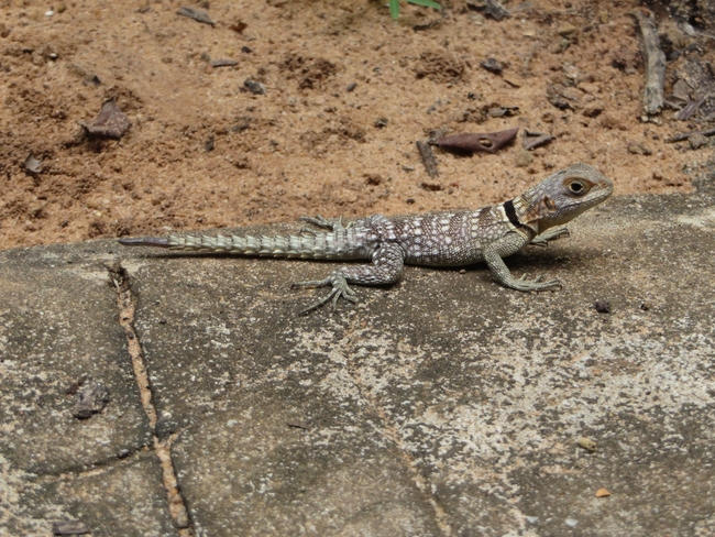 Madagascar iguana