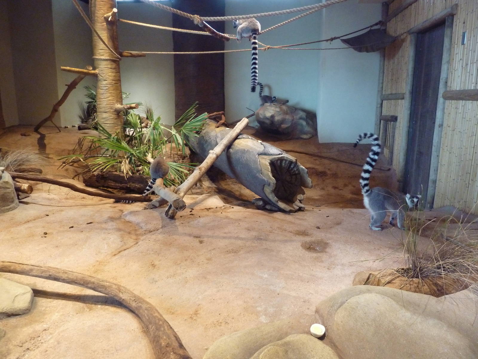 Madagascar Journey - Ring-Tailed Lemur Exhibit