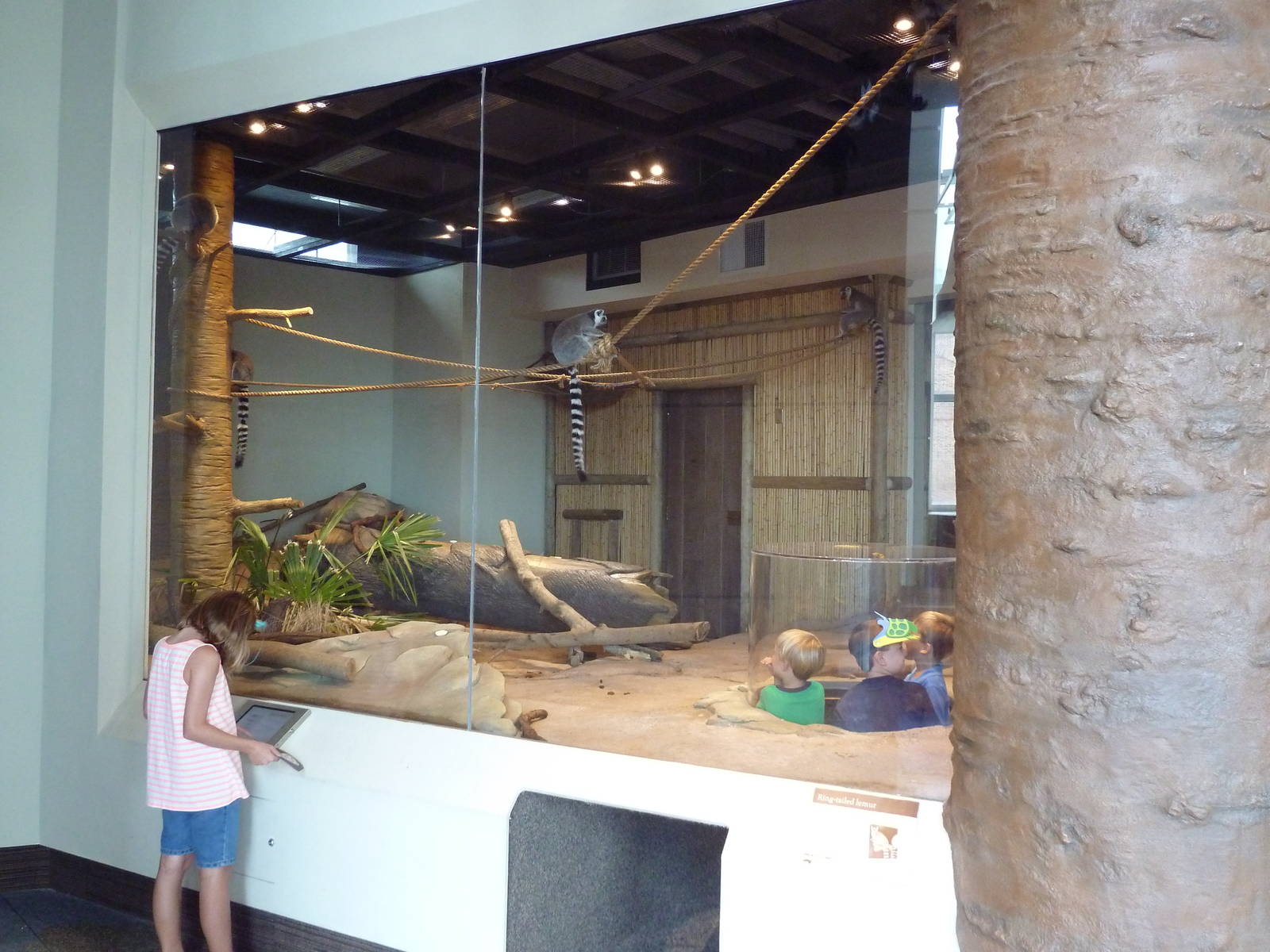 Madagascar Journey - Ring-Tailed Lemur Exhibit