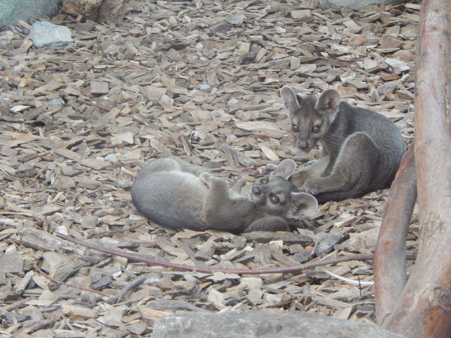 Madagascar - Juvenile Fossas 221022