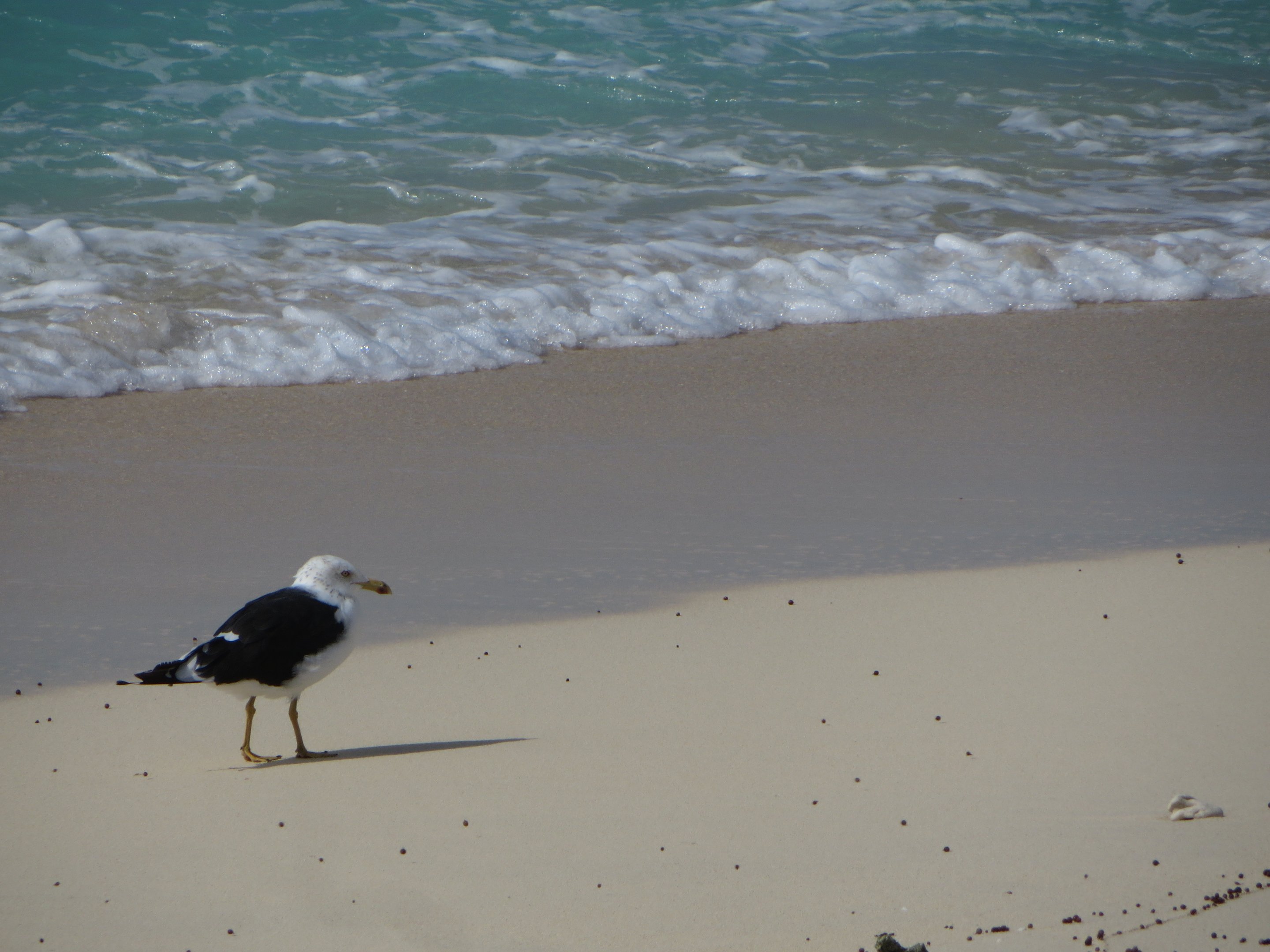 Madagascar kelp gull