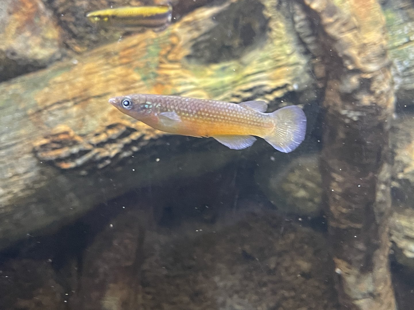 Madagascar Killifish ID?