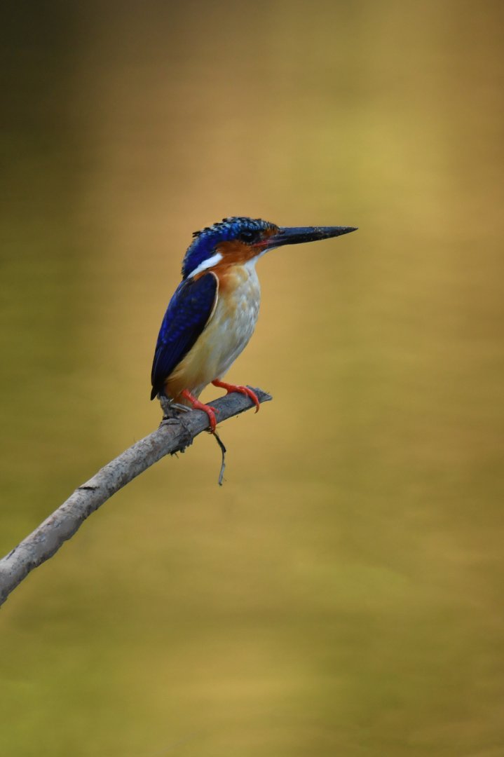 Madagascar Kingfisher (Corythornis vintsioides)
