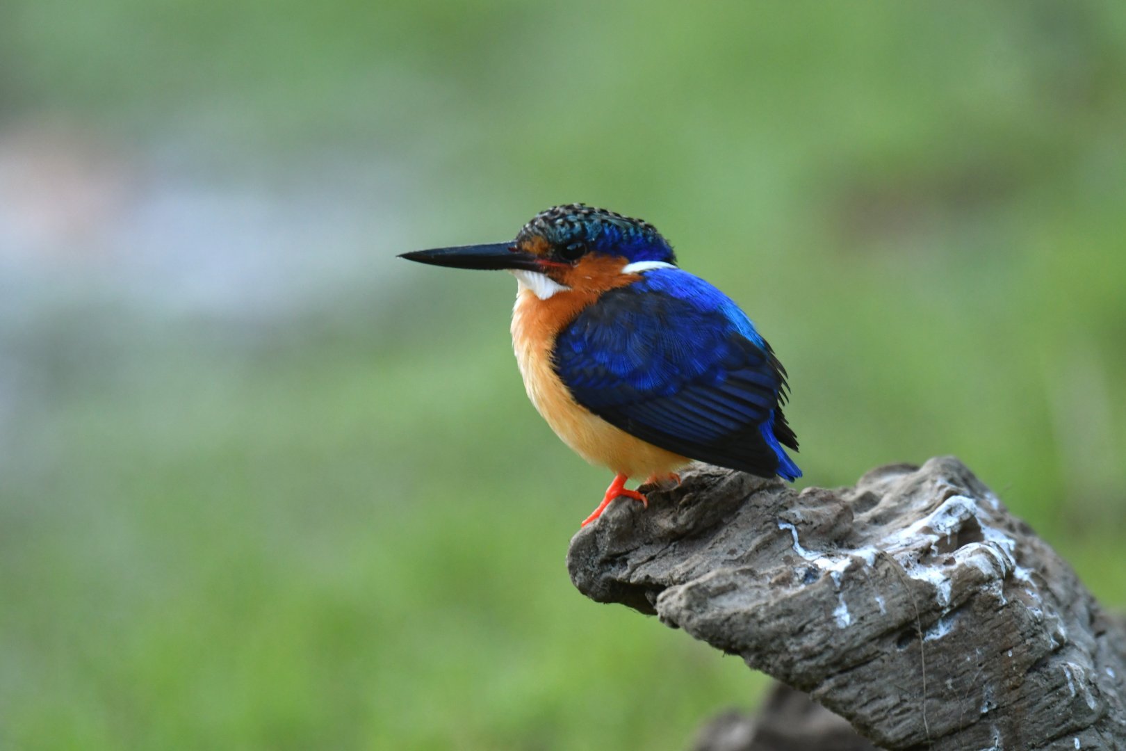 Madagascar Kingfisher (Corythornis vintsioides)