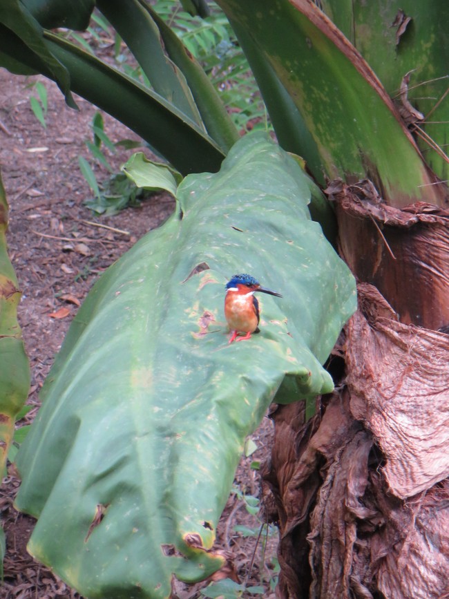 Madagascar kingfisher