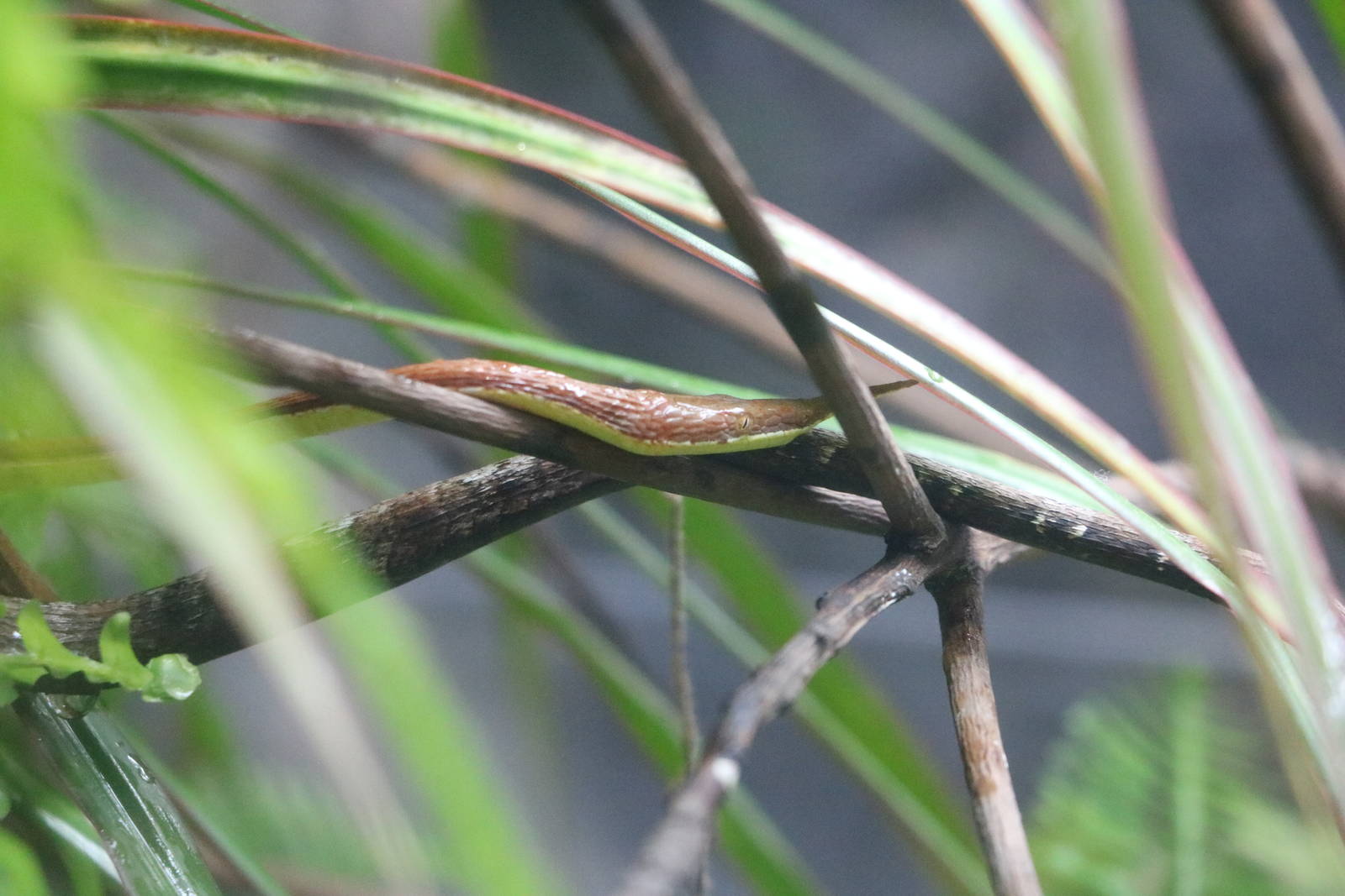 Madagascar leaf-nosed snake, February 2016